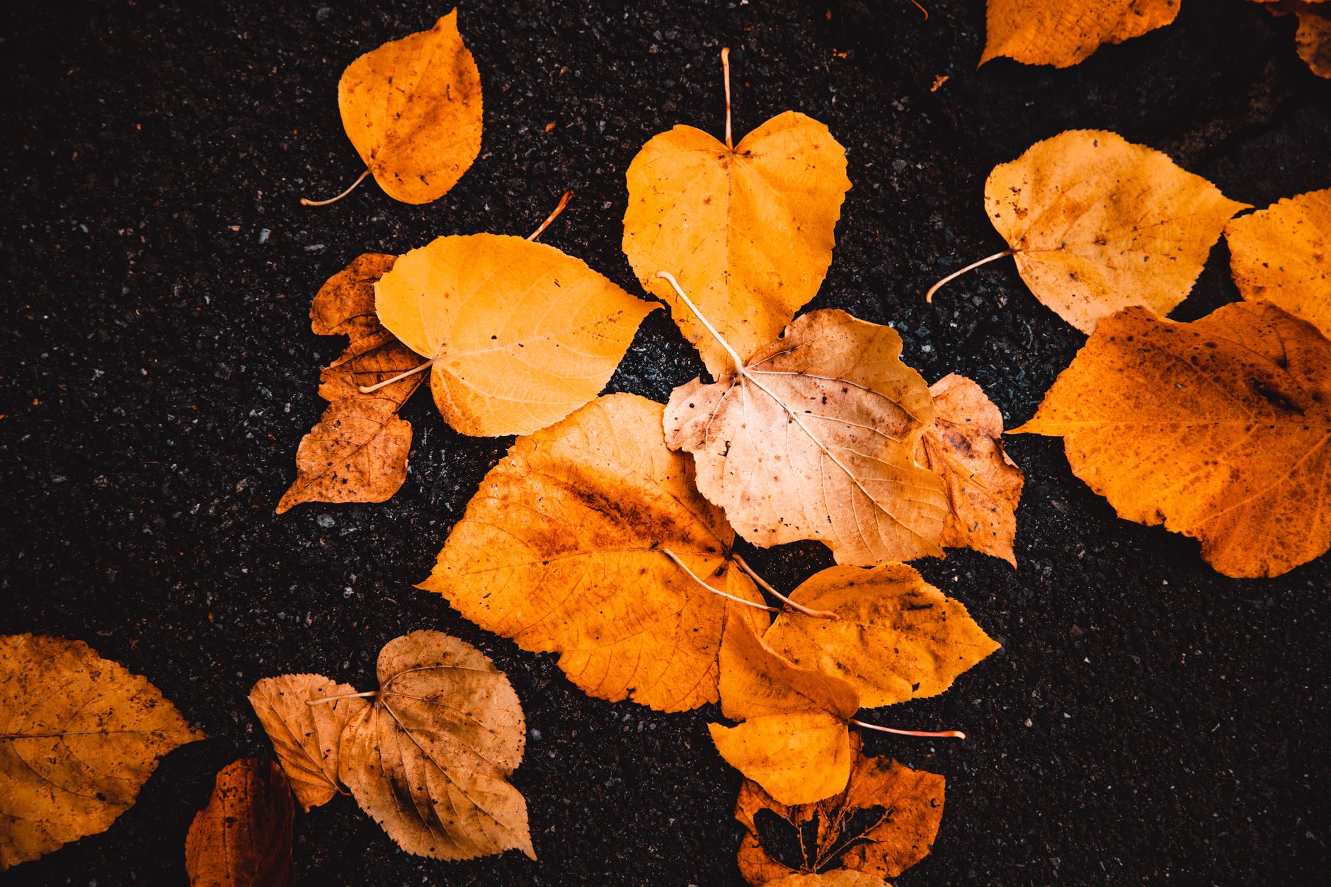 midcaps fall